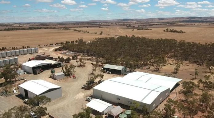 Farmers with grand designs open modern shearing shed in South Australia
