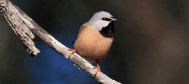 Adani moves closer to construction with black-throated finch approval – Australian Mining